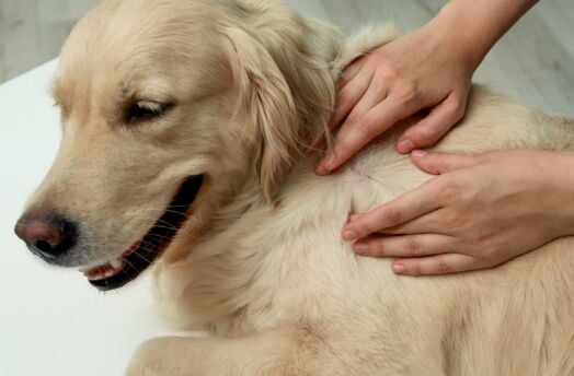 owner checking fleas on dog