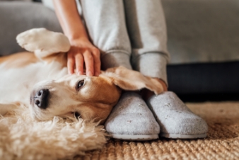 dog playing with its owner