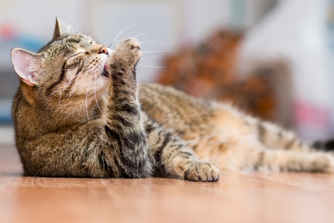 cat licking its hand