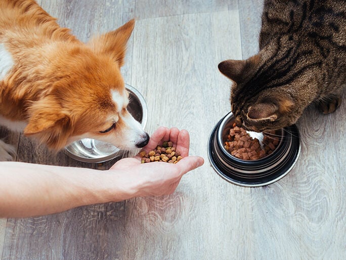 A cat and dog eating beside each other