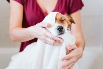 doctor cleaning the dog