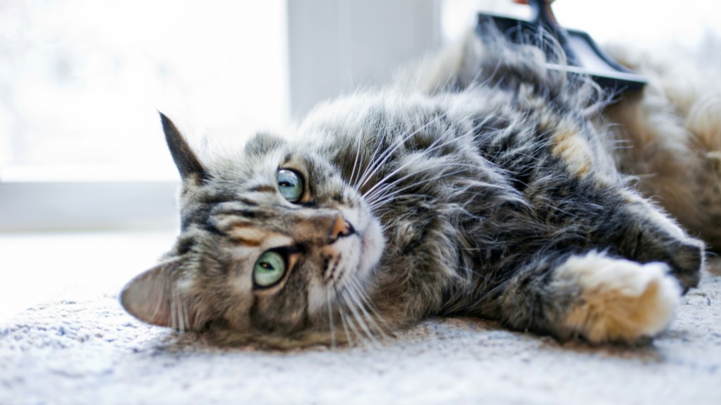 owner cleaning the cat