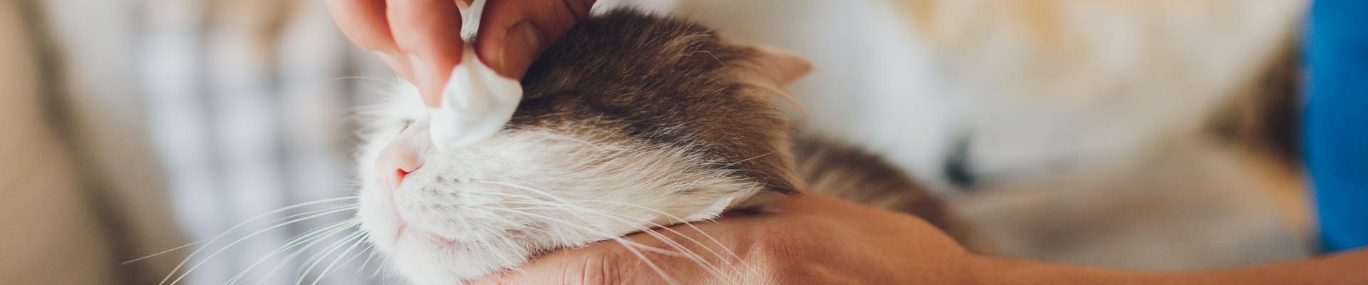 A cat getting its eye wiped