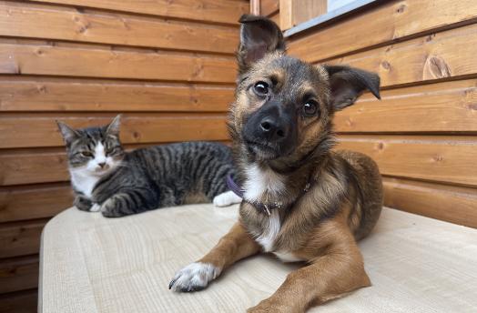 dog and cat looking at the camera