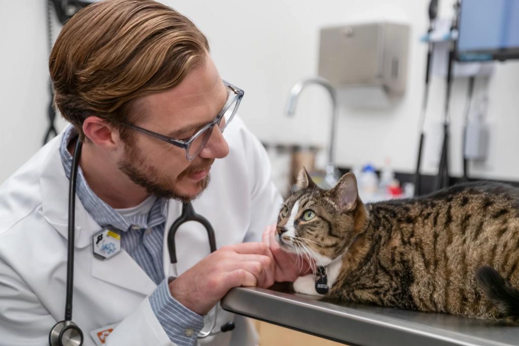 doctor checking the cat