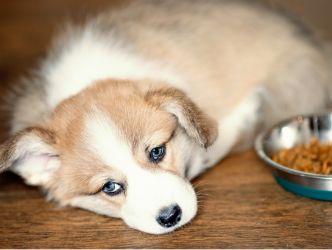 A dog laying down next to food