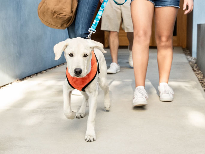 A dog being walked by their owner