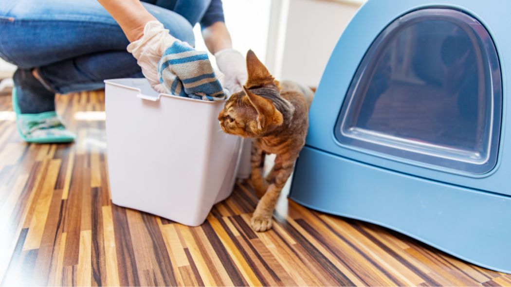 A cat watching its litter box being cleaned