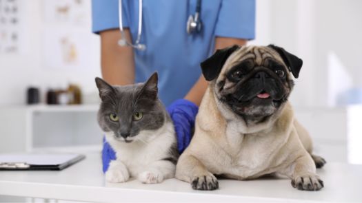 A British shorthair and pug laying down