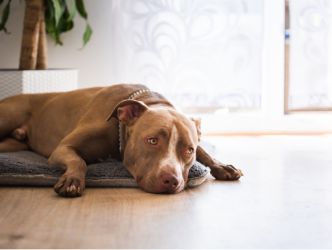 A brown dog laying down in the sun
