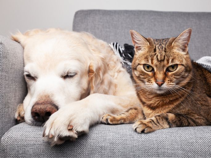 A cat and dog having their tails examined
