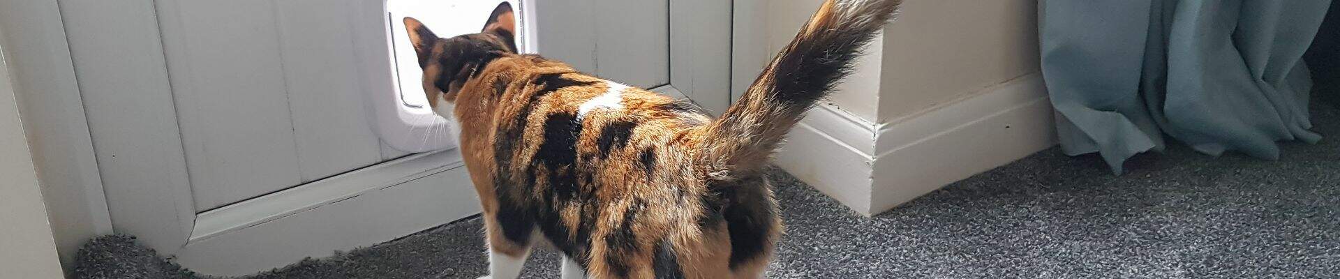 An orange and black cat walking through a door