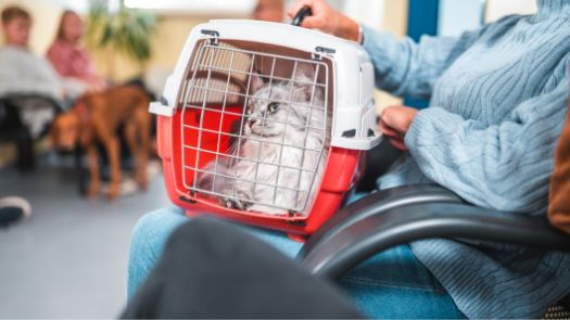 A white cat in its carrier