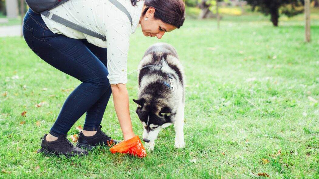 A husky playing frisbee with its owner