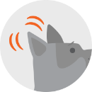 Illustration of a gray dog's ears
