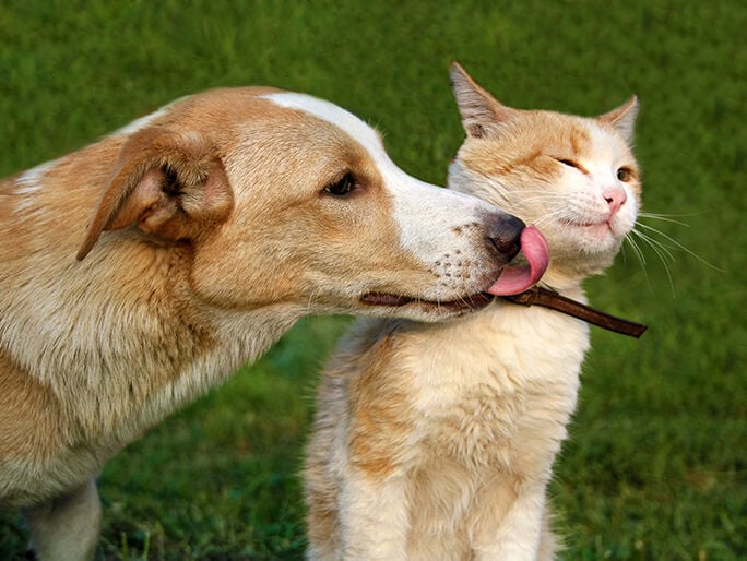 dog licking cat