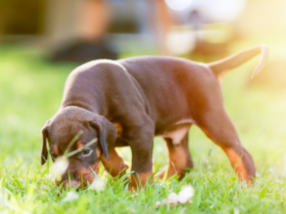 puppy eating grass