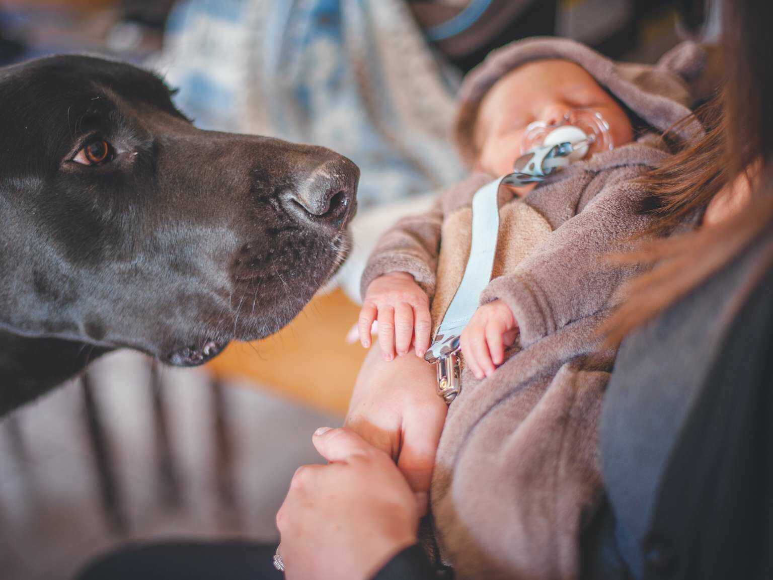 black lab meets sleeping baby