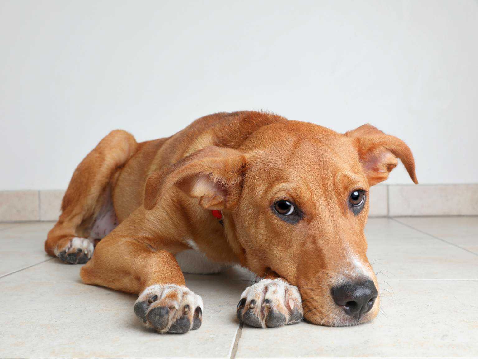 big dog lying on floor