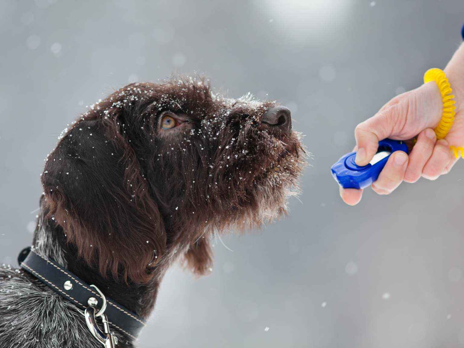 A puppy looking at its owner