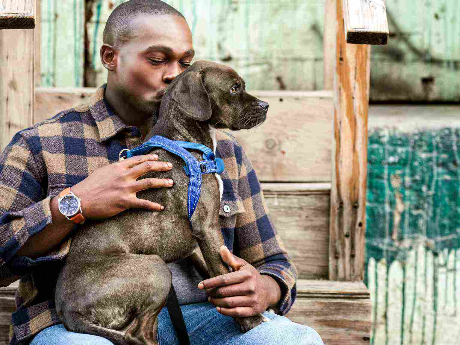 A man kissing his puppy, which is wearing a blue harness