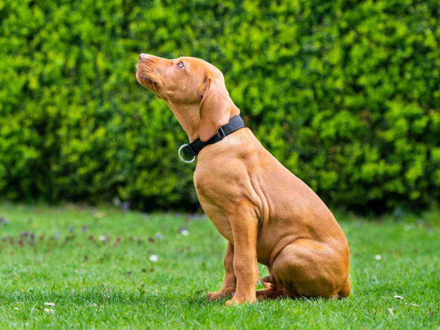 dog sits and stays in park