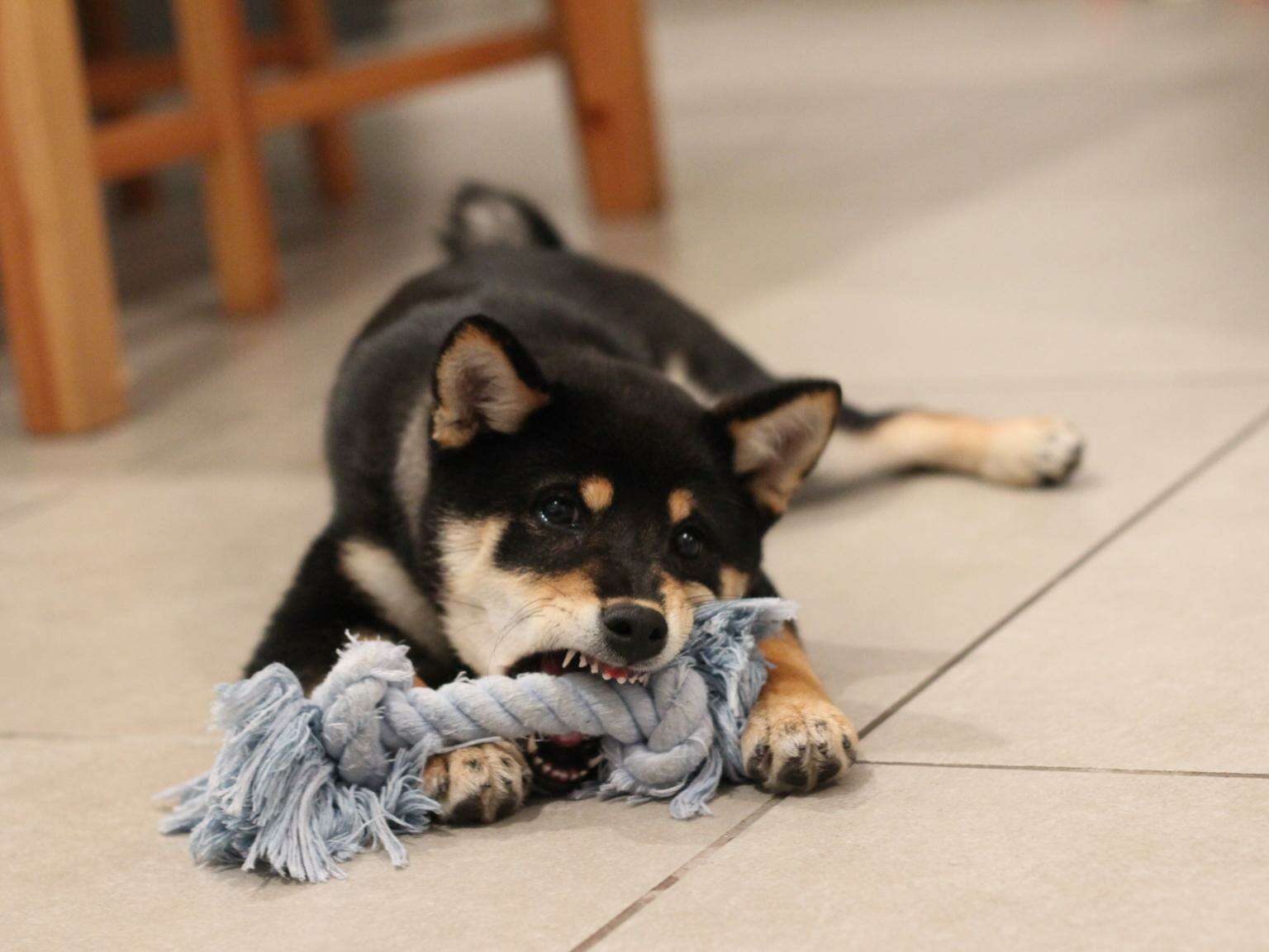 puppy chewing rope toy