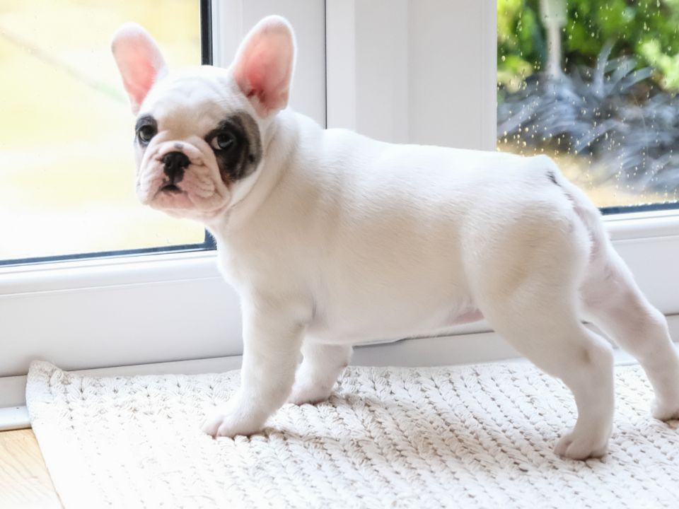 white-french-bulldog-puppy-wants-outside