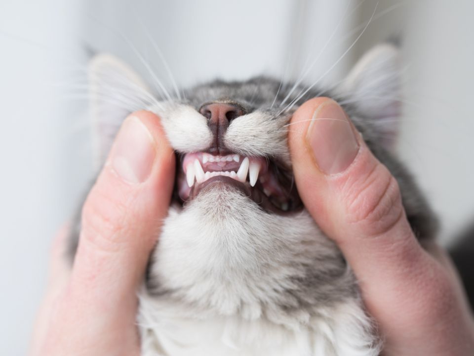 hands check cat teeth