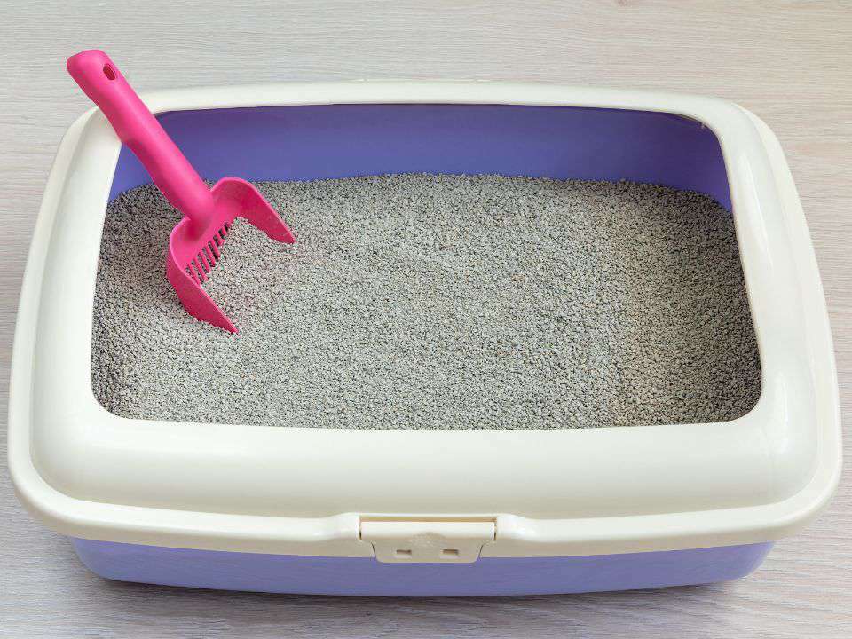 cat litter box filled scoop