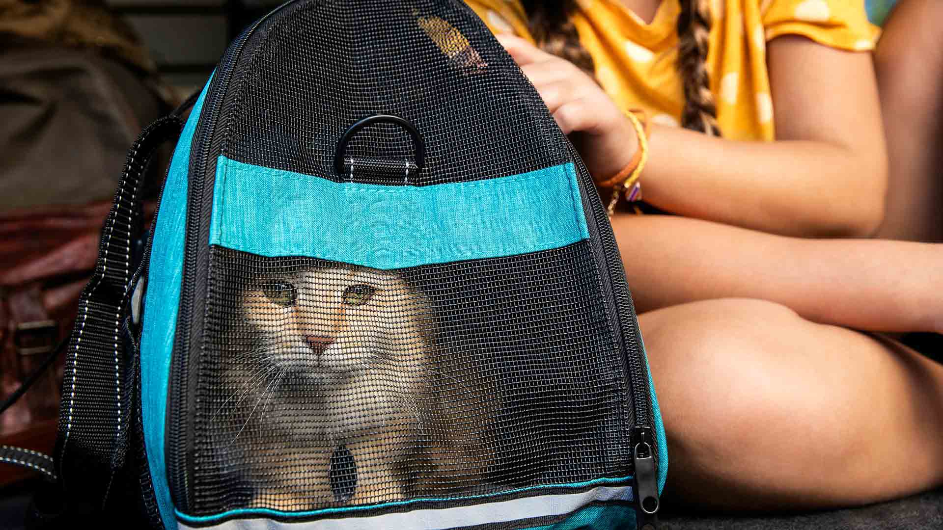A cat in its carrier
