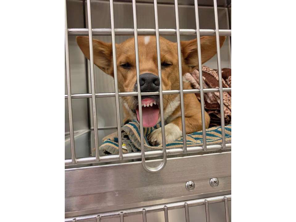 Walter the dog relaxing