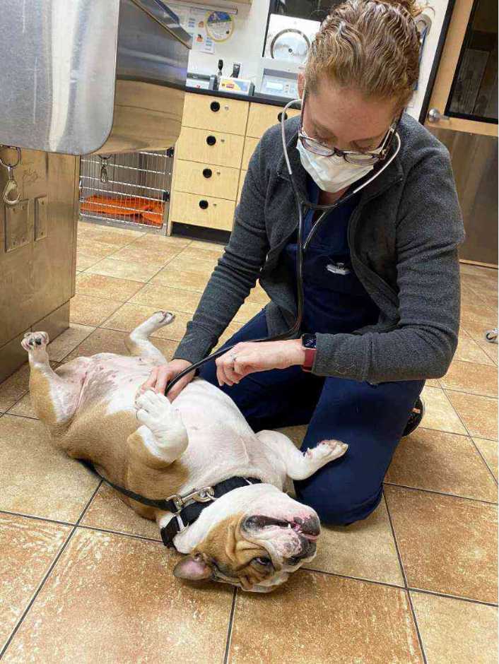 A young female veterinarian holding a puppy at the Banfield Pet Hospital
