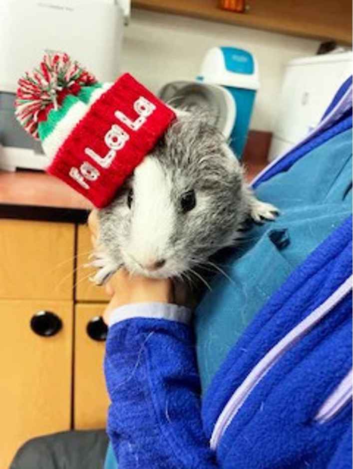 Rat with hat siting on Owner's hand