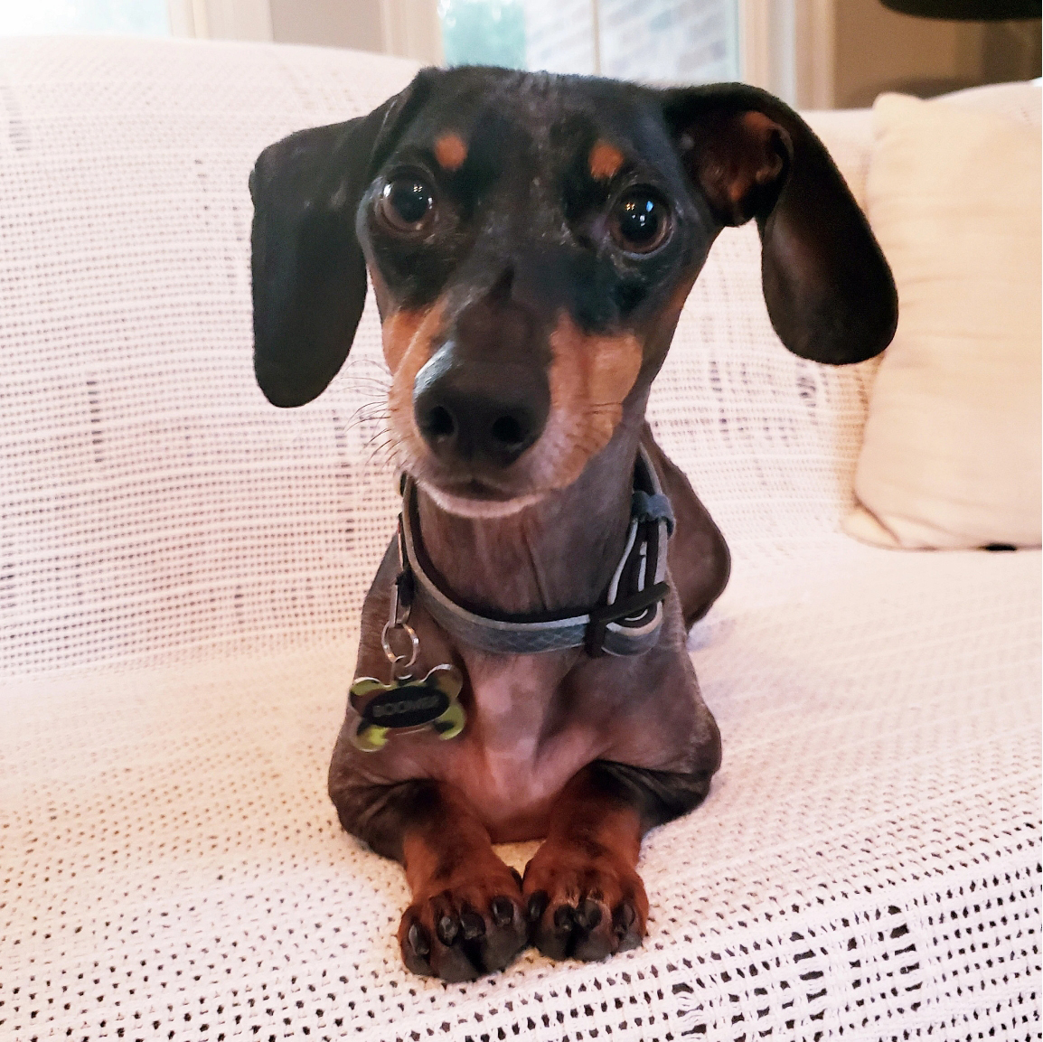 A close-up of a dog at the Banfield Pet Hospital, Covington, LA