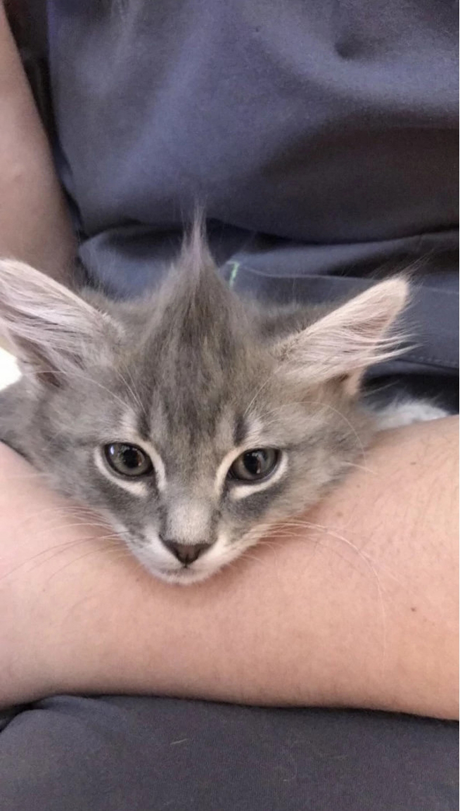 A close-up of a kitten at the Banfield Pet Hospital, Covington, LA